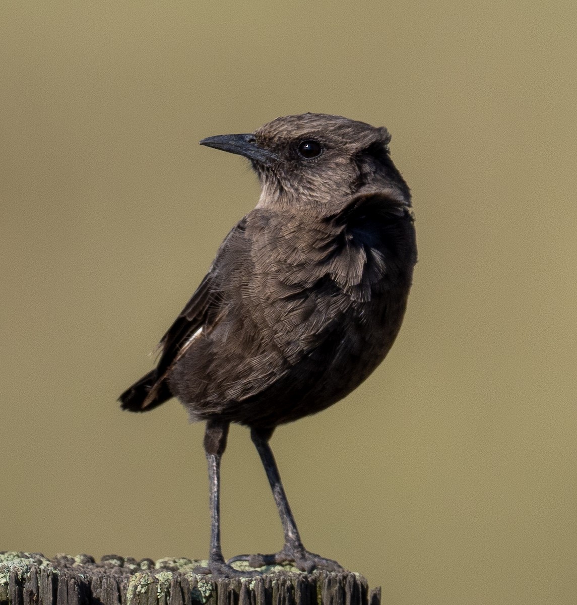 Southern Anteater-Chat - ML616816290