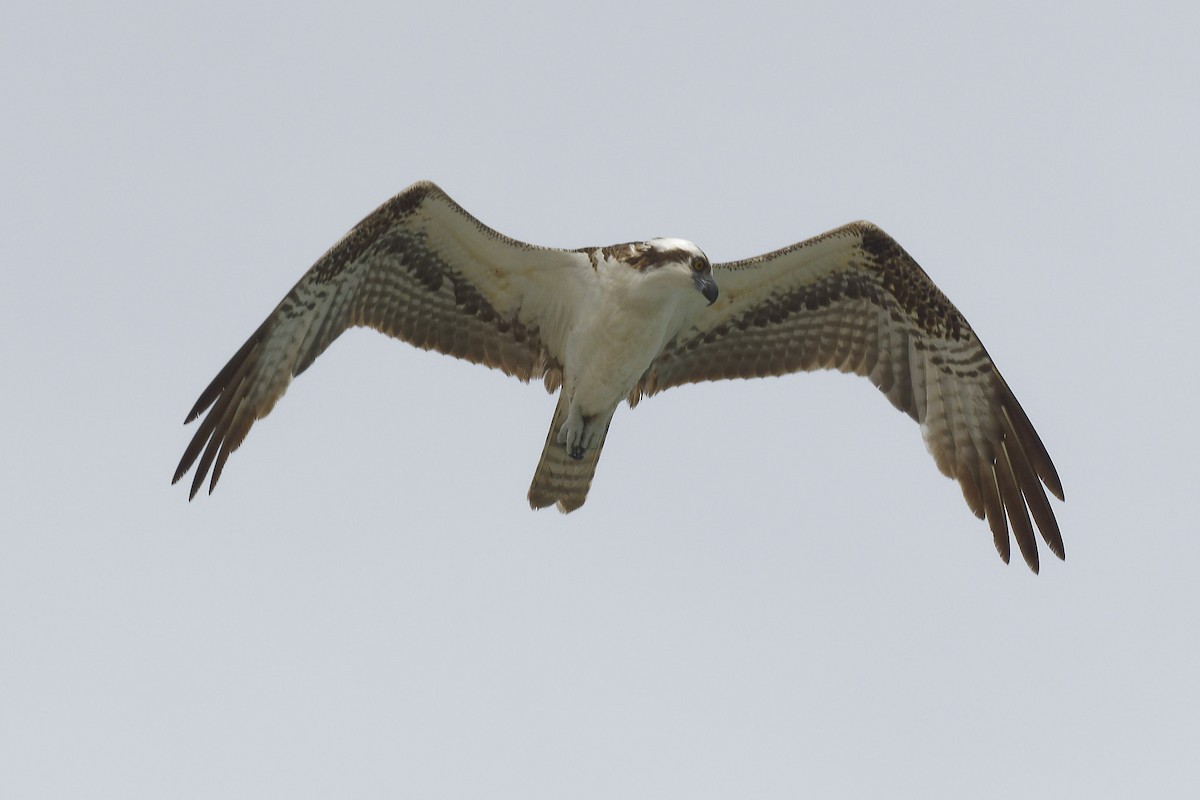 Osprey - ML616816291