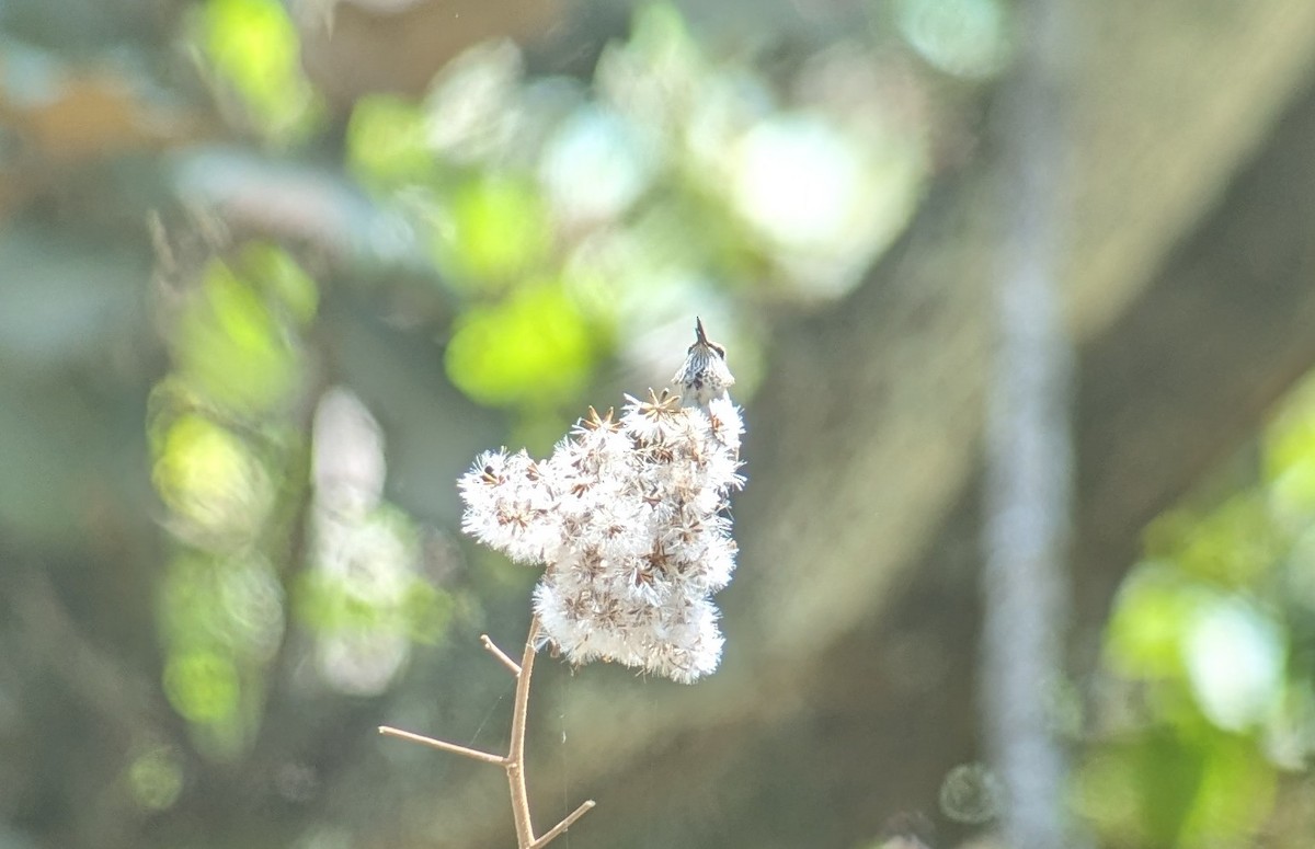 Bumblebee Hummingbird - Carlos Gonzalez