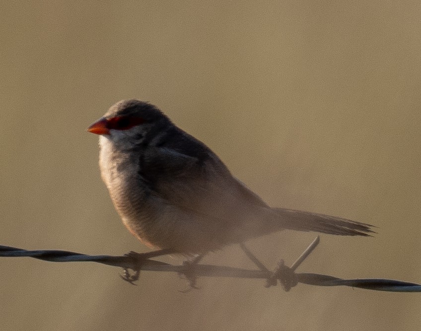 Common Waxbill - ML616816302