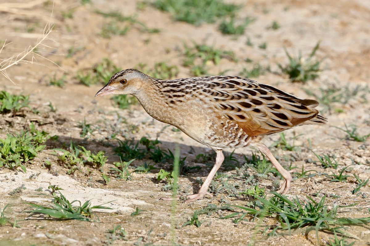 Corn Crake - ML616816306