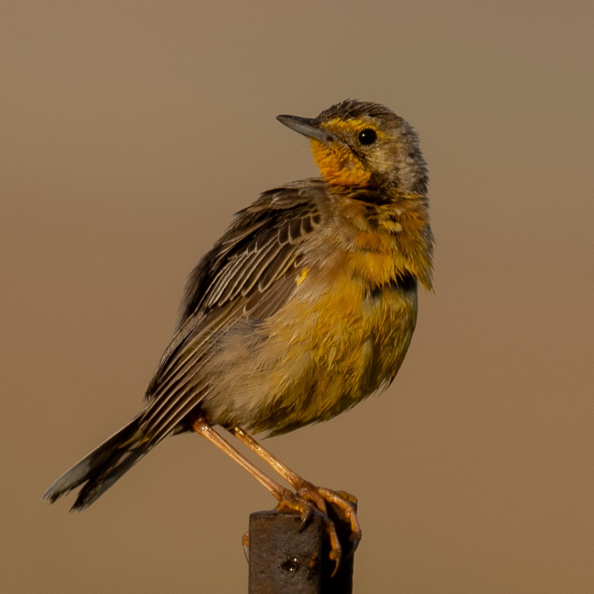 Orange-throated Longclaw - ML616816313