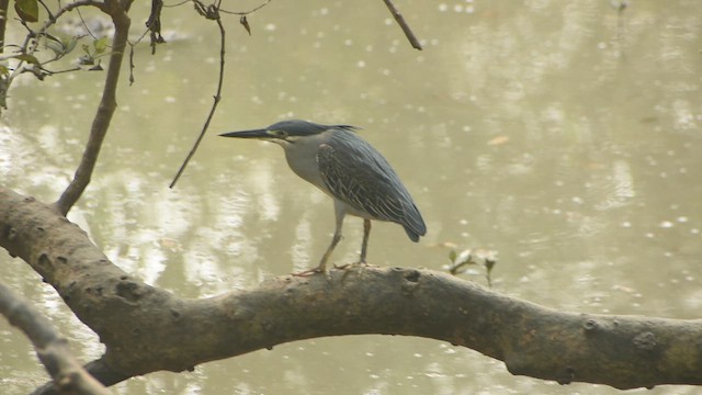 Striated Heron - ML616816360