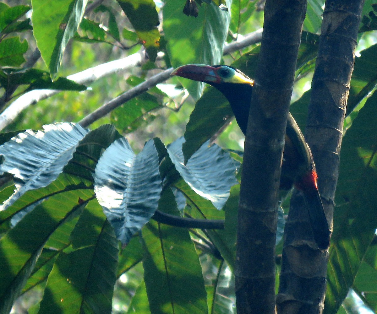 Tawny-tufted Toucanet - ML616816371