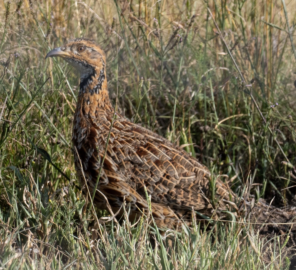 Orange River Francolin - ML616816384