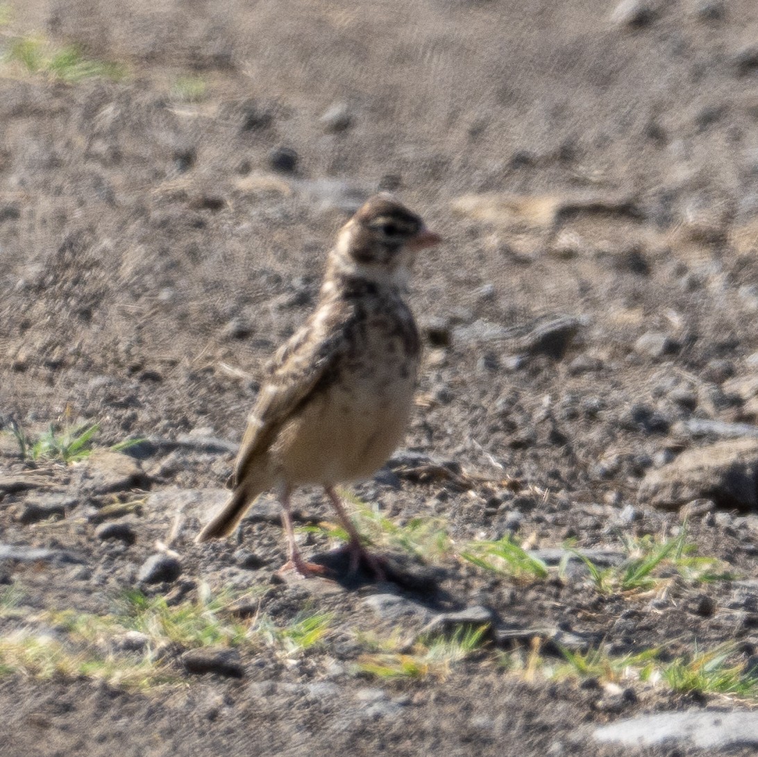 Pink-billed Lark - Sam Zuckerman