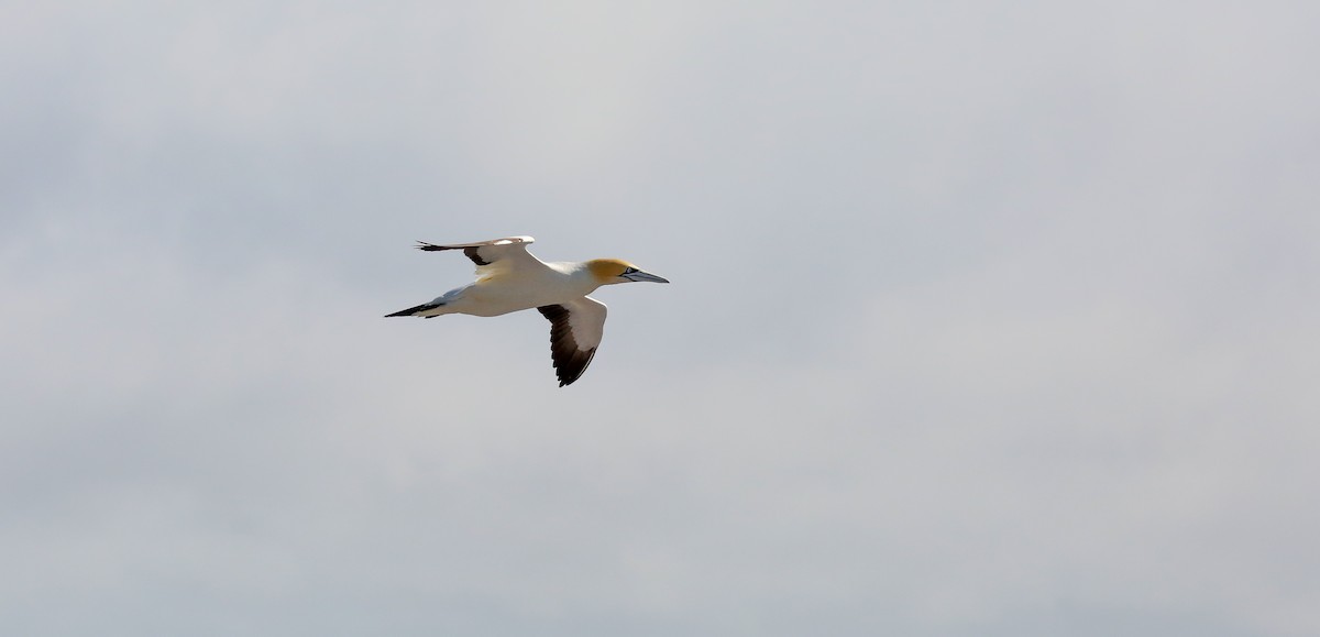 Cape Gannet - ML616816422