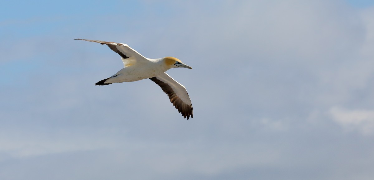 Cape Gannet - ML616816423