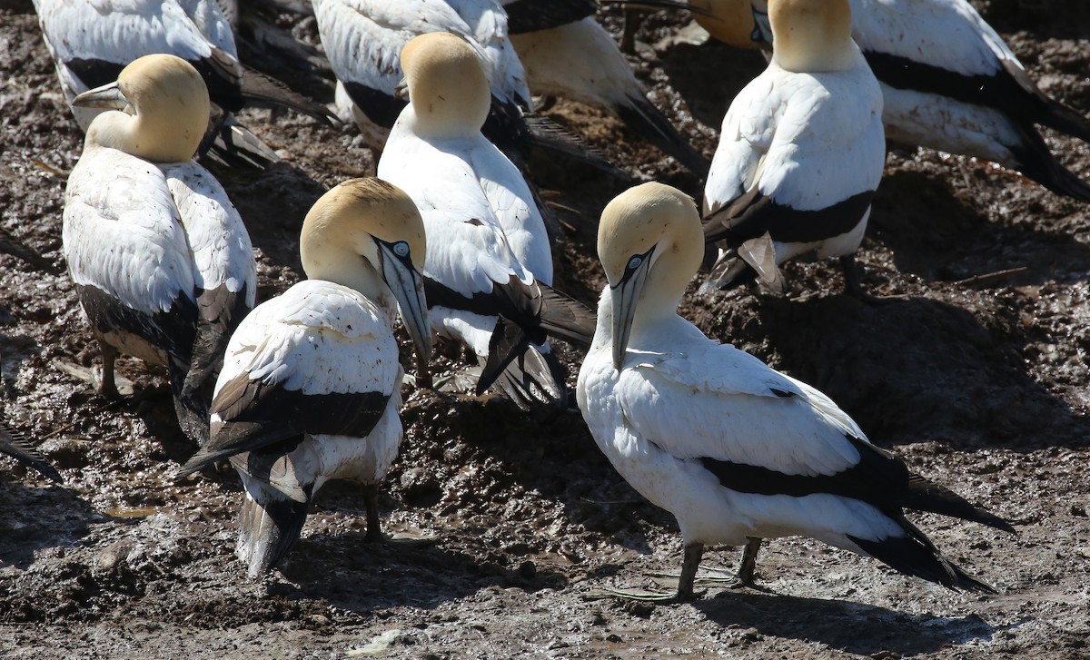 Cape Gannet - ML616816428