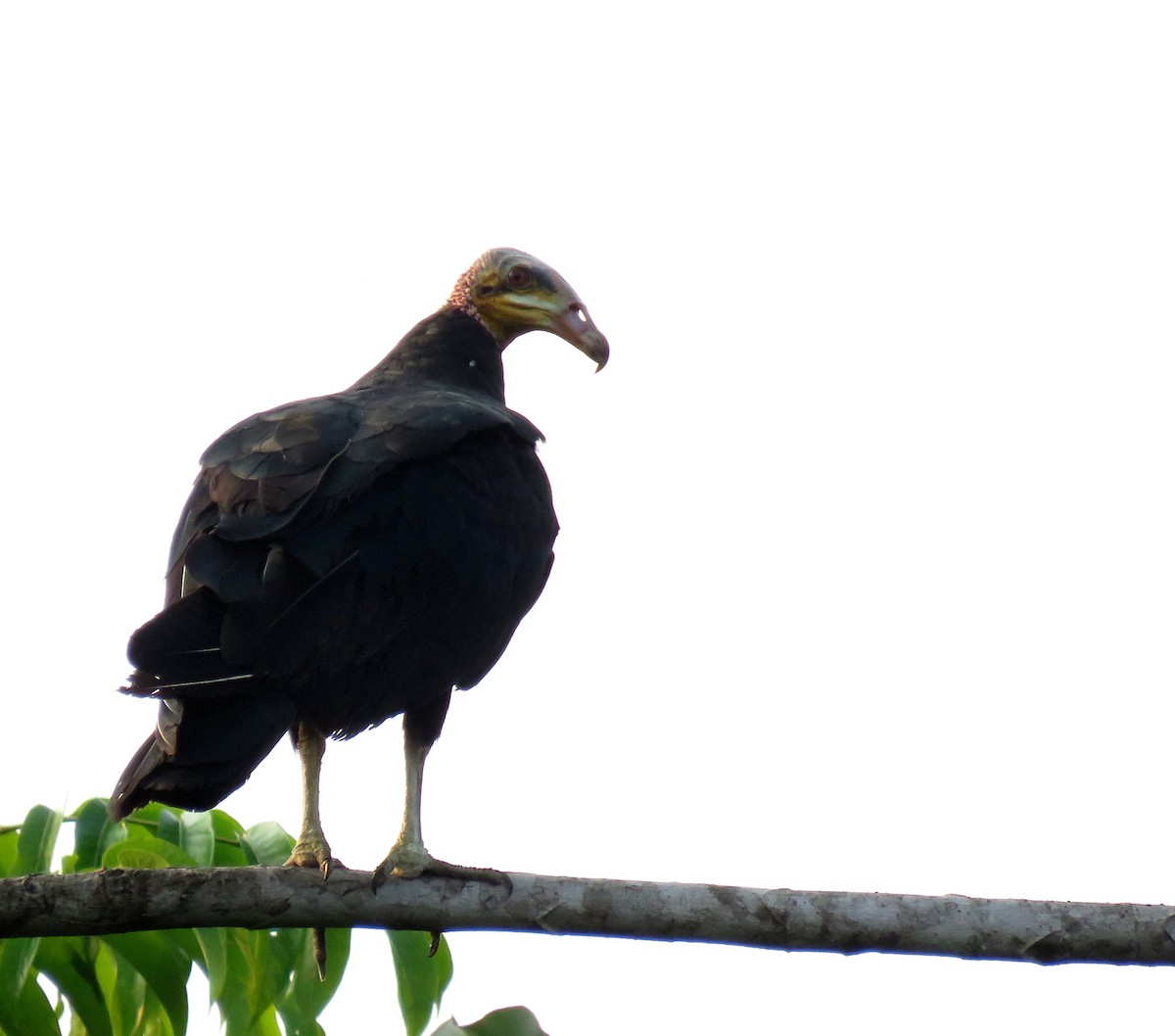 Greater Yellow-headed Vulture - ML616816441