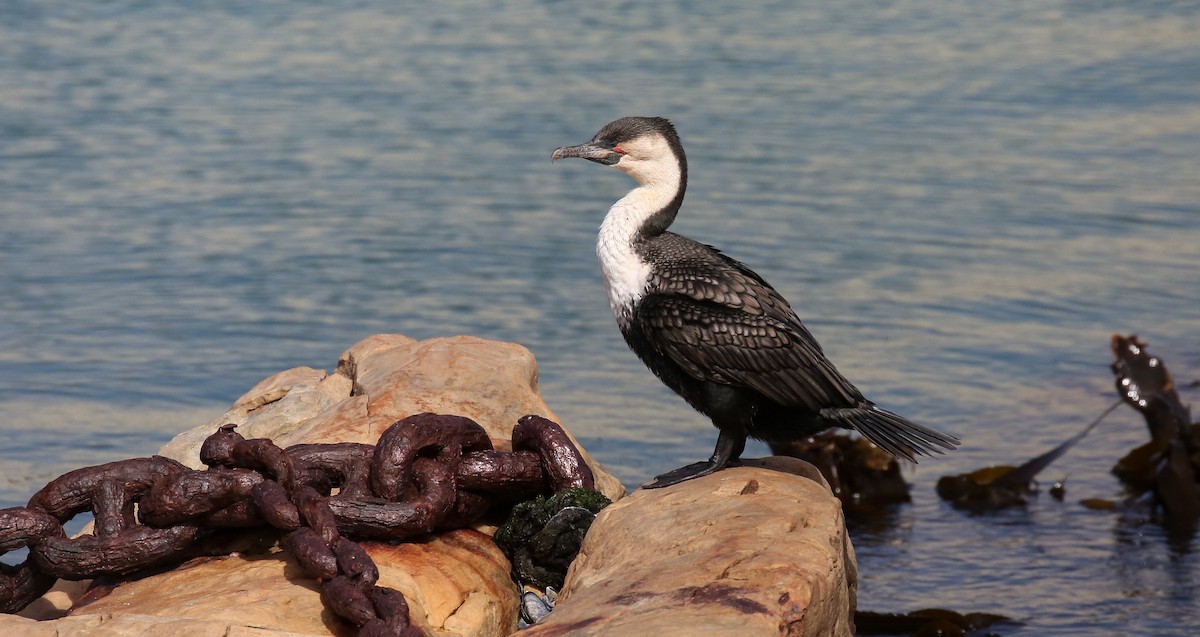 Great Cormorant - ML616816492