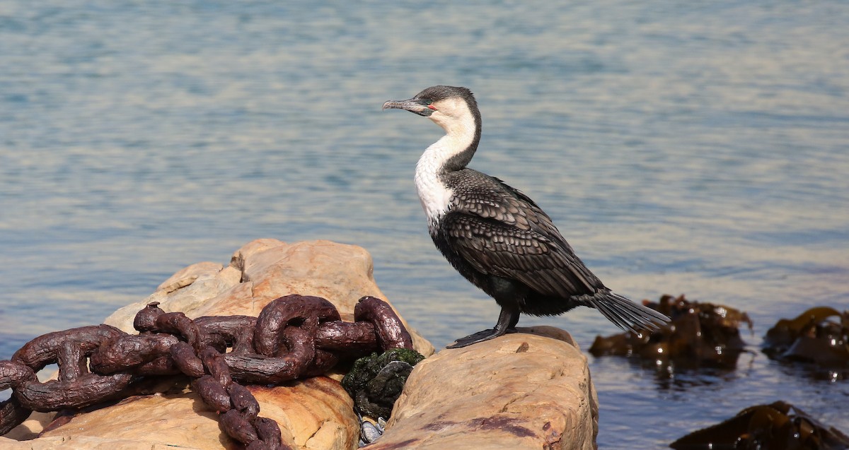 Great Cormorant - ML616816493