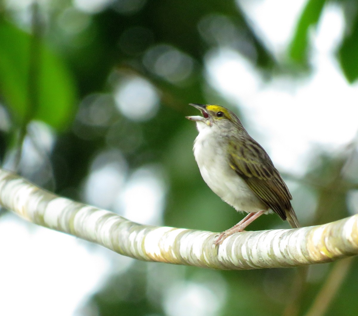 Yellow-browed Sparrow - Iván Lau