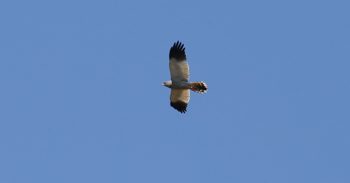 Pale Chanting-Goshawk - ML616816517