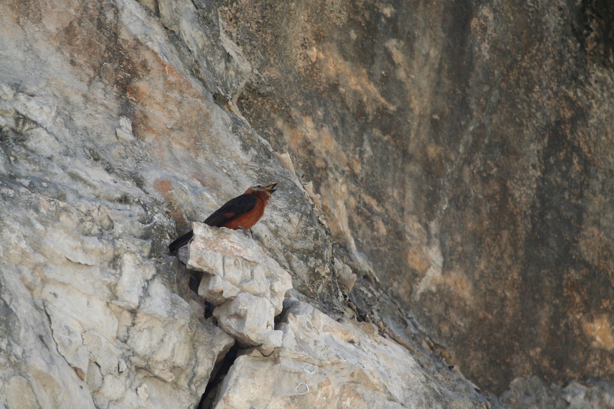 Cliff Flycatcher - ML616816607