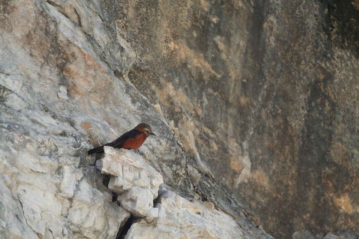 Cliff Flycatcher - ML616816613