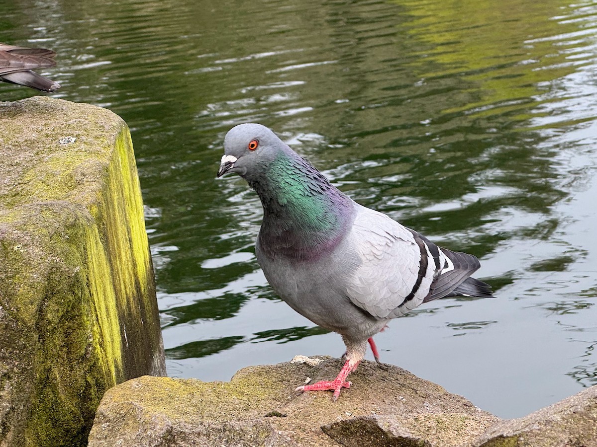 Pigeon biset (forme domestique) - ML616816614