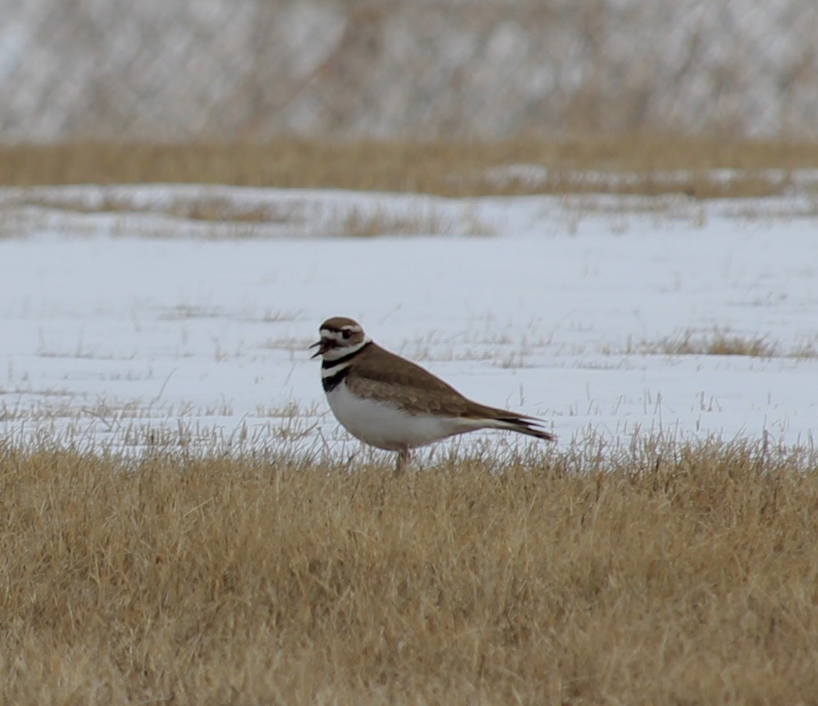 Killdeer - ML616816627