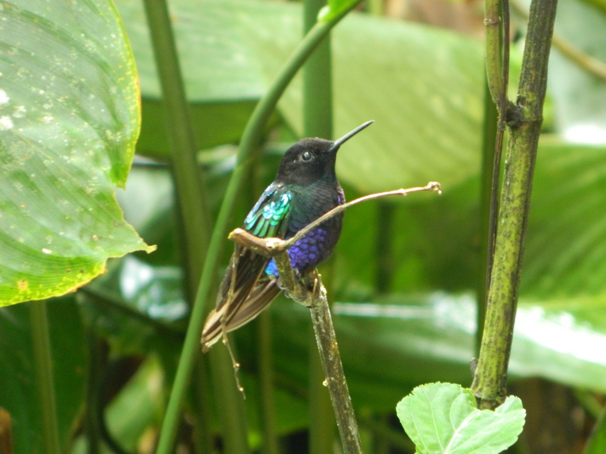 kolibřík hyacintový - ML616816628