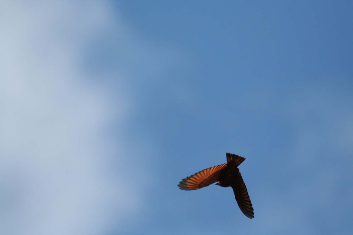 Cliff Flycatcher - ML616816631