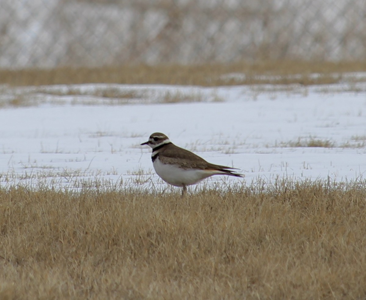 Killdeer - ML616816640