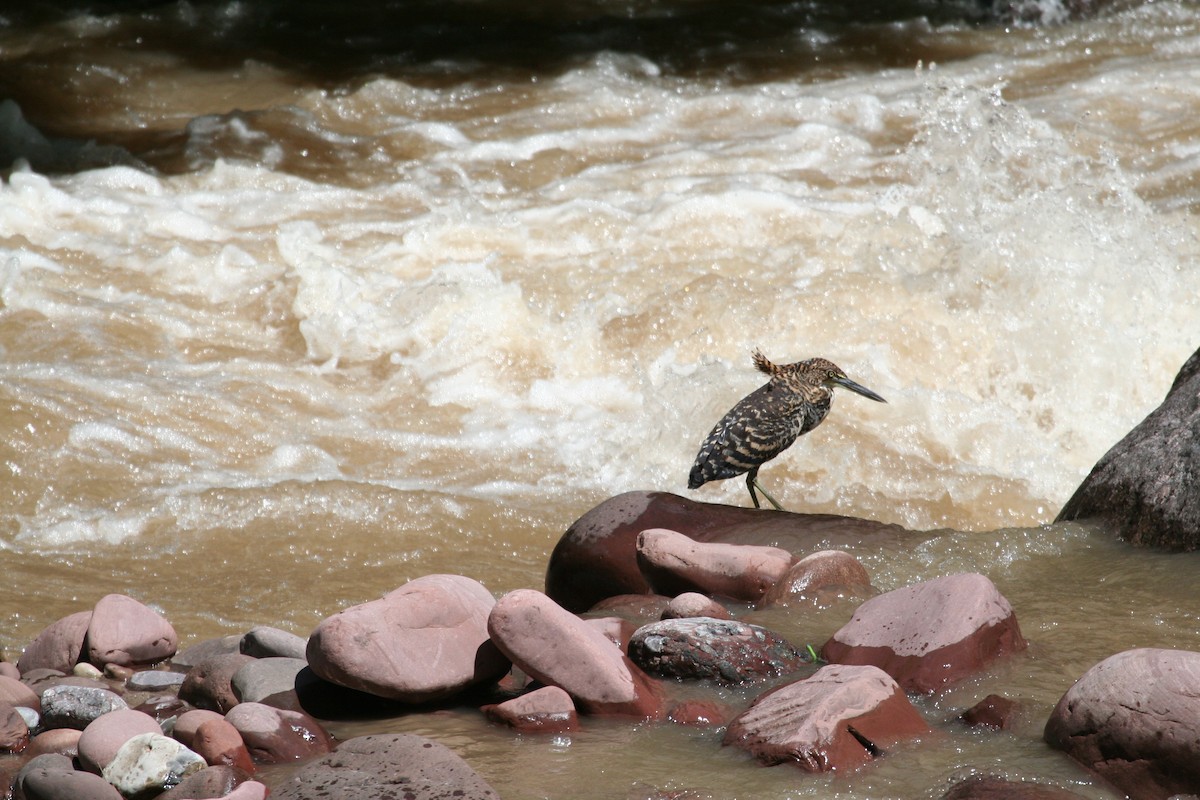 Fasciated Tiger-Heron - ML616816664