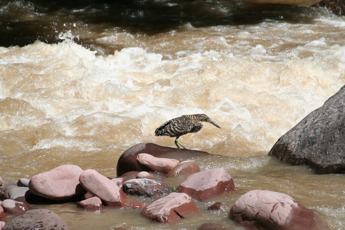 Fasciated Tiger-Heron - ML616816704