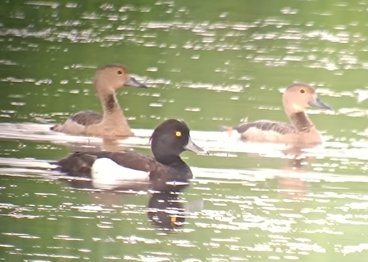 Tufted Duck - ML616816715