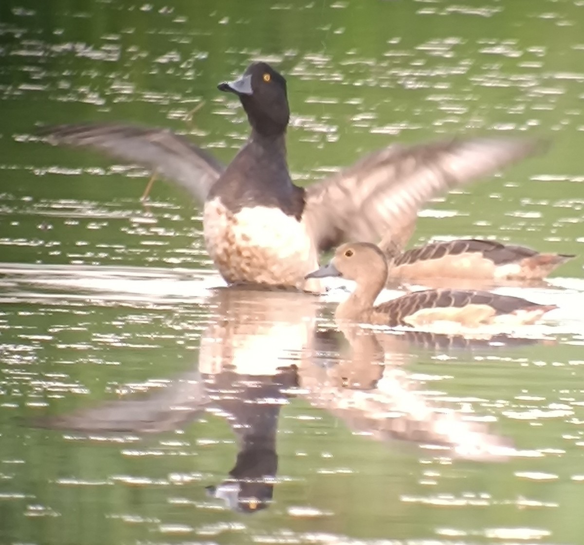 Tufted Duck - ML616816716