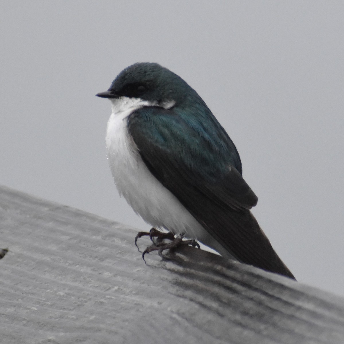 Tree Swallow - Luis Munoz