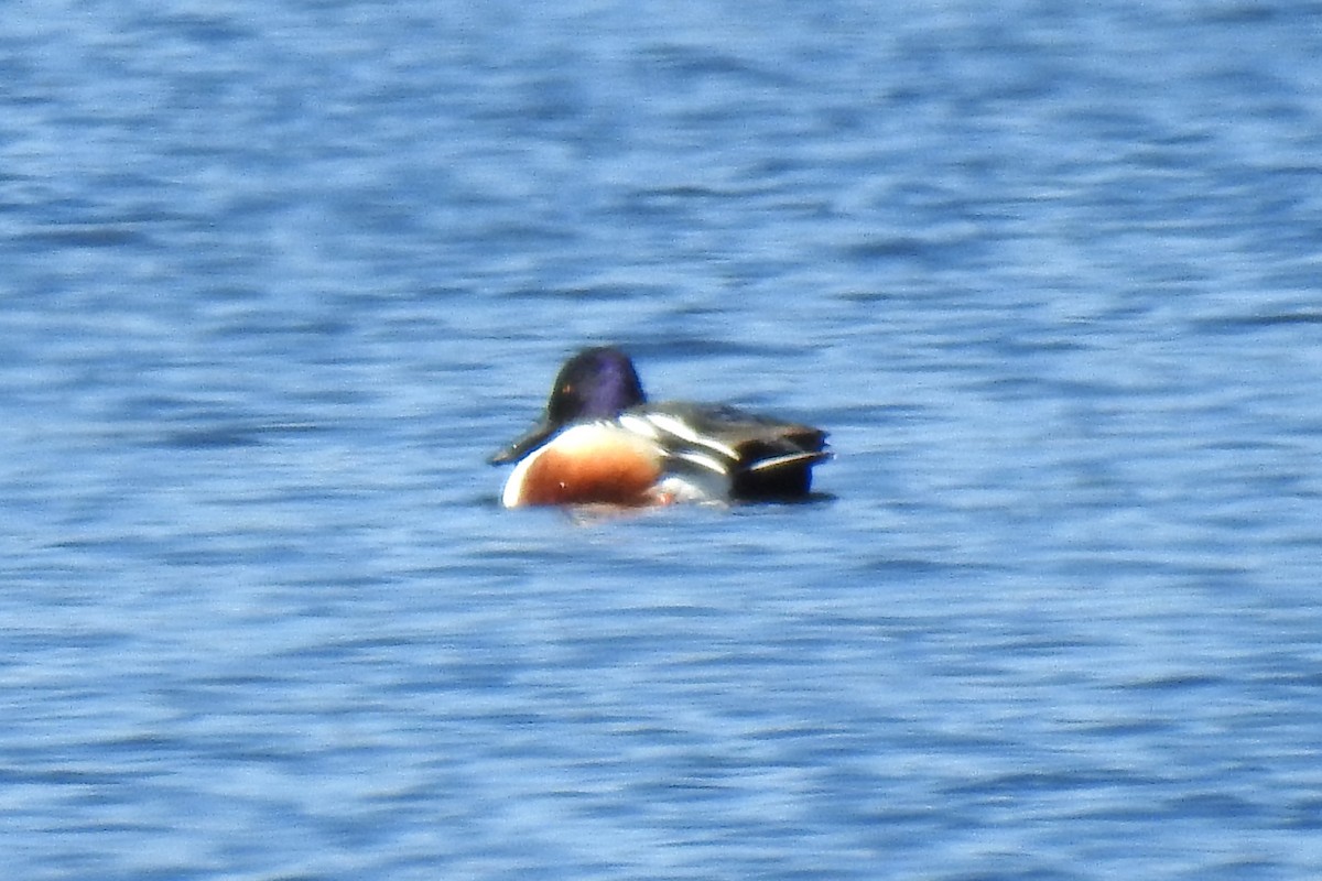 Northern Shoveler - Steve Mierzykowski