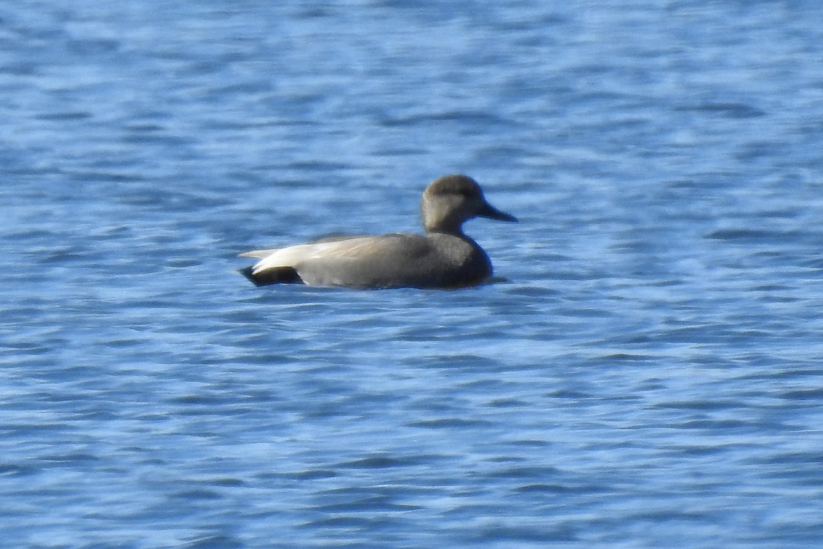 Gadwall - Steve Mierzykowski