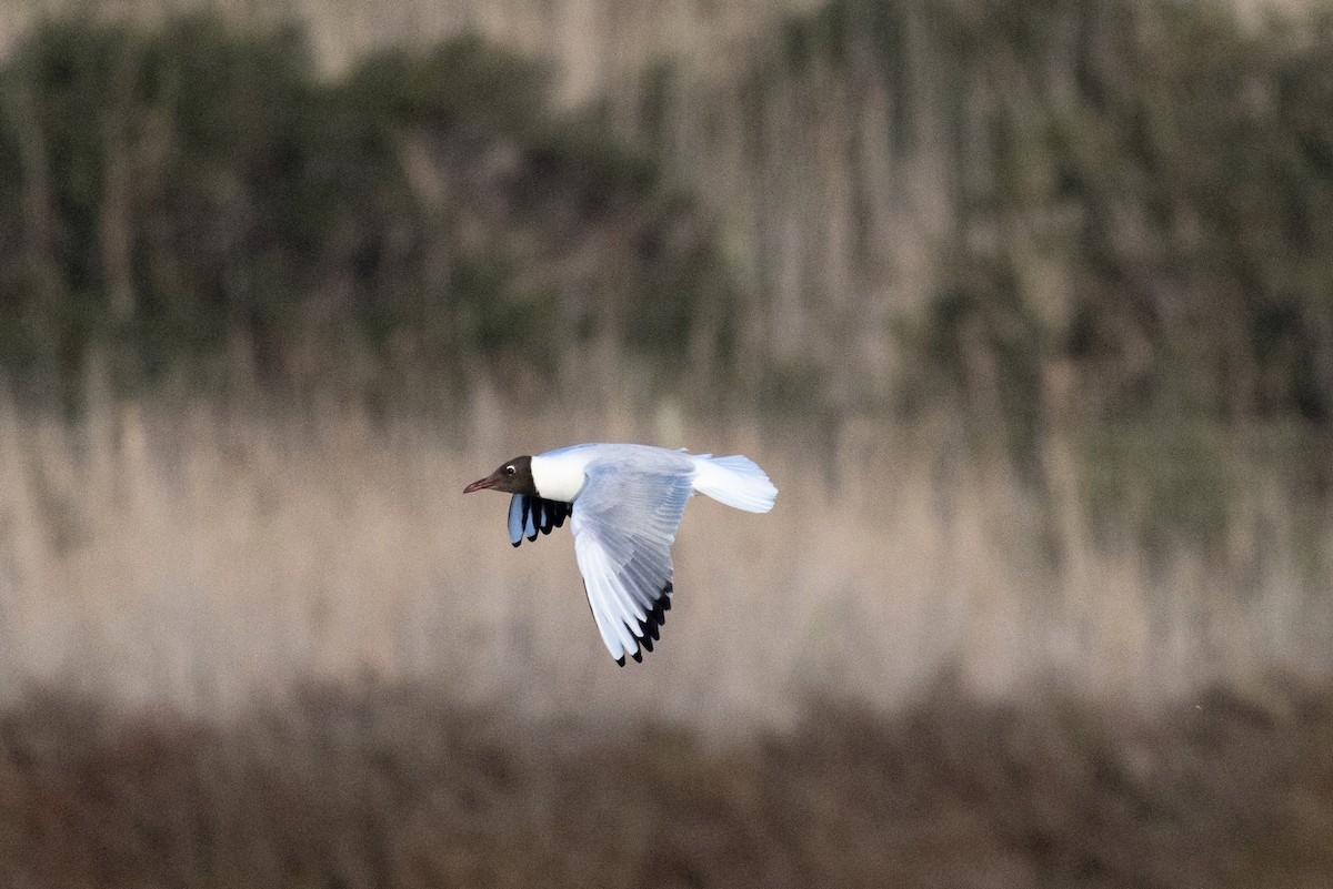 Black-headed Gull - ML616816773