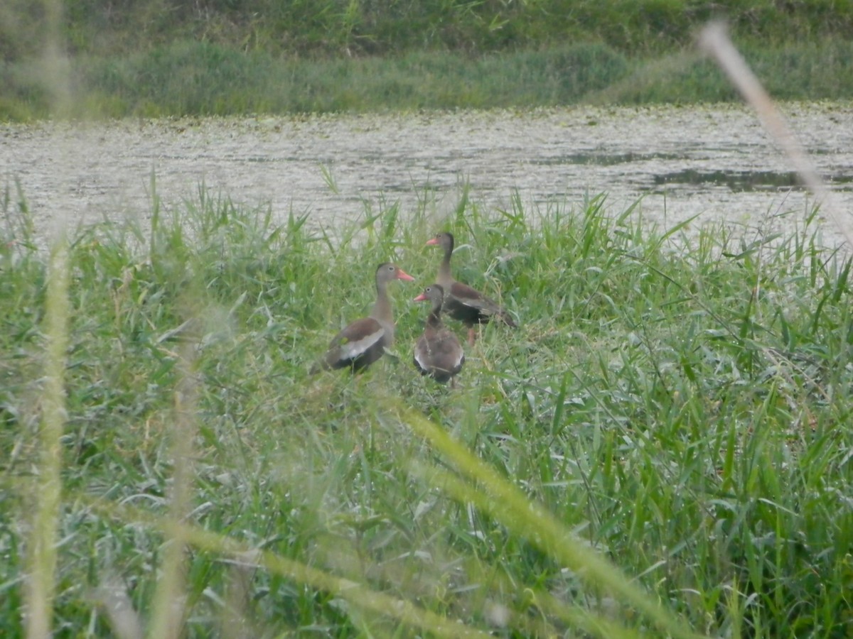 Black-bellied Whistling-Duck - ML616816793