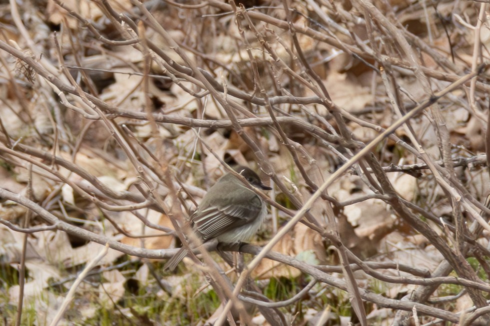 Eastern Phoebe - Greg Power