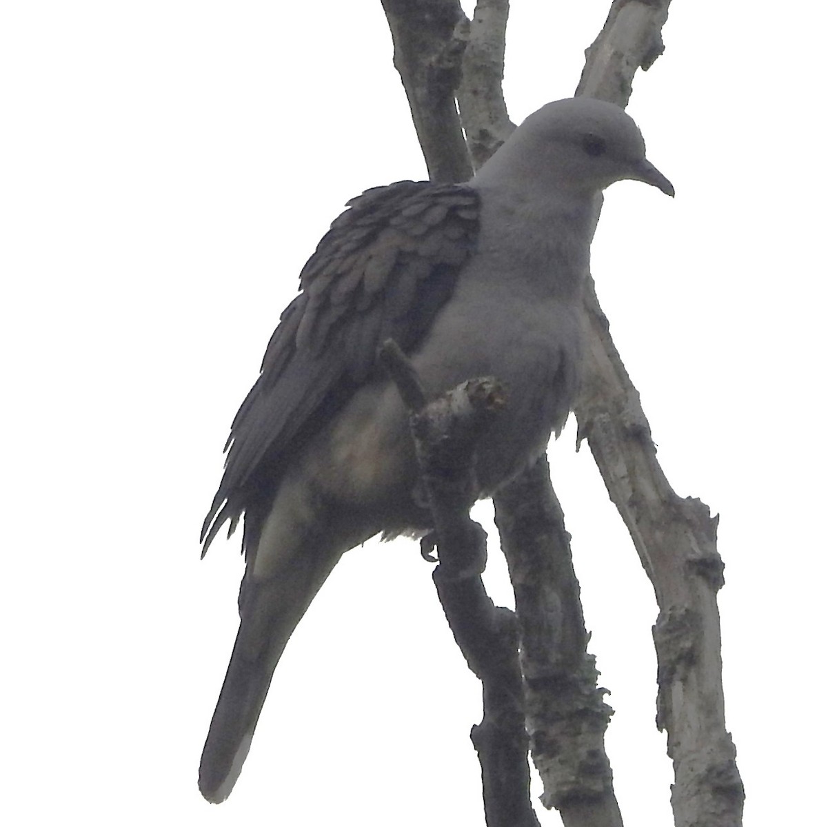 Malabar Imperial-Pigeon - ML616816833