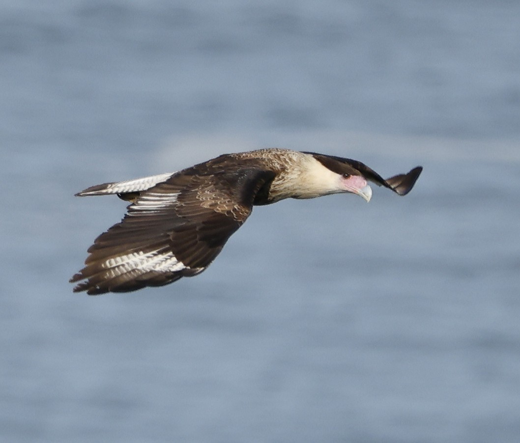 Crested Caracara - Willie D'Anna