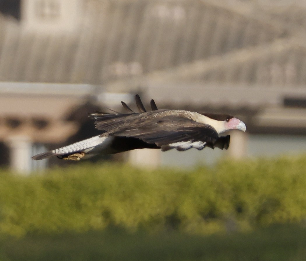 Crested Caracara - Willie D'Anna