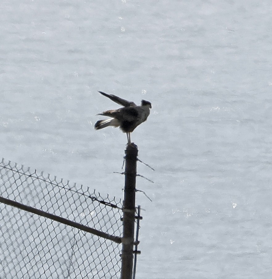 Crested Caracara - ML616816851