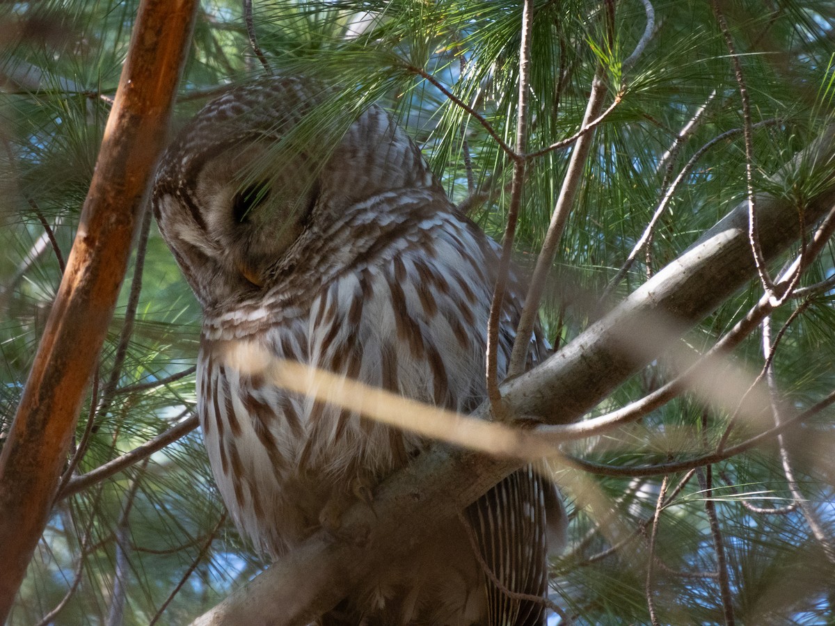 Barred Owl - ML616816863