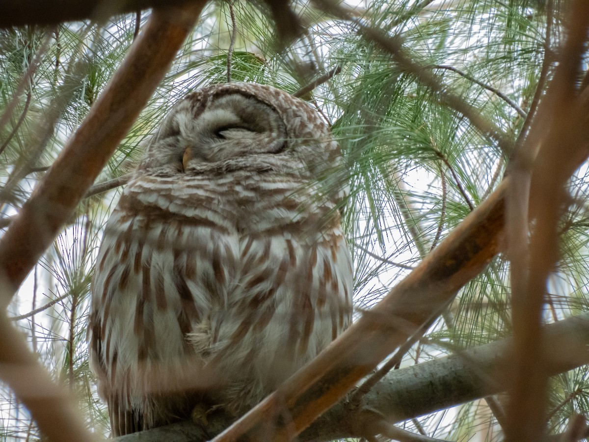 Barred Owl - ML616816865