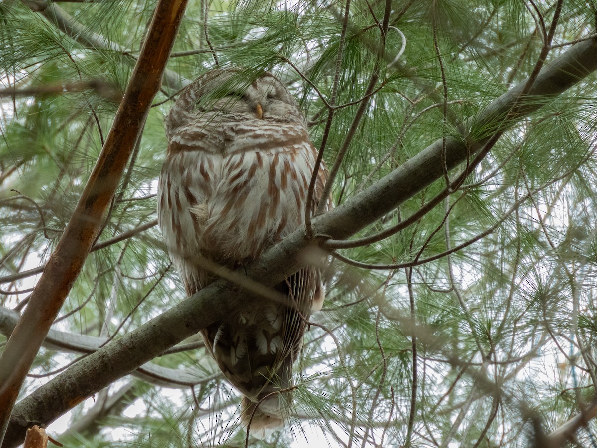 Barred Owl - ML616816866