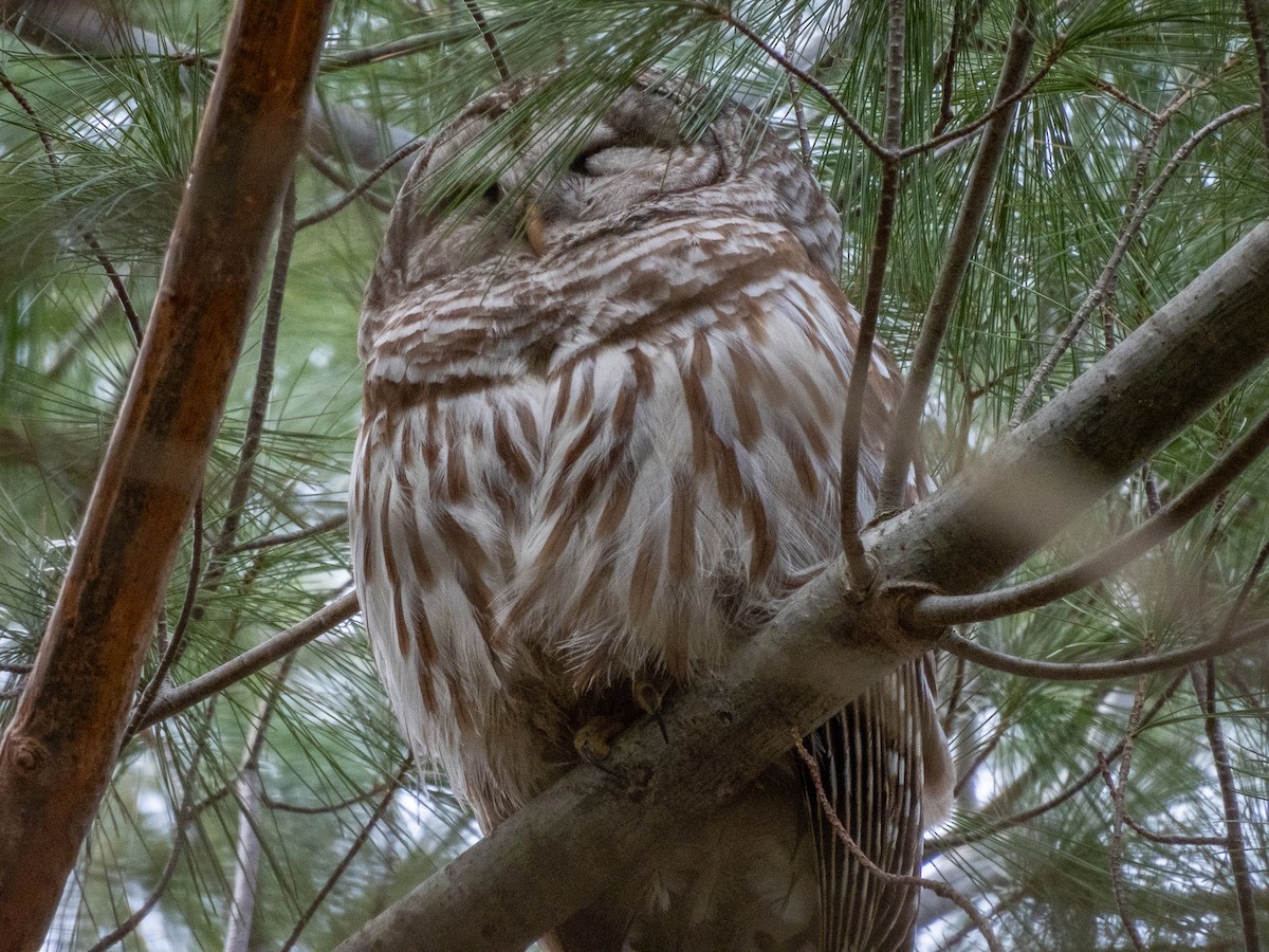 Barred Owl - ML616816867