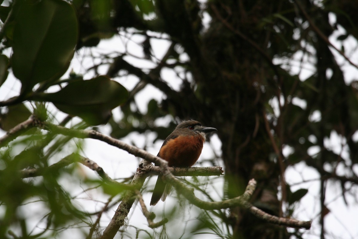 White-faced Nunbird - Richard Webster