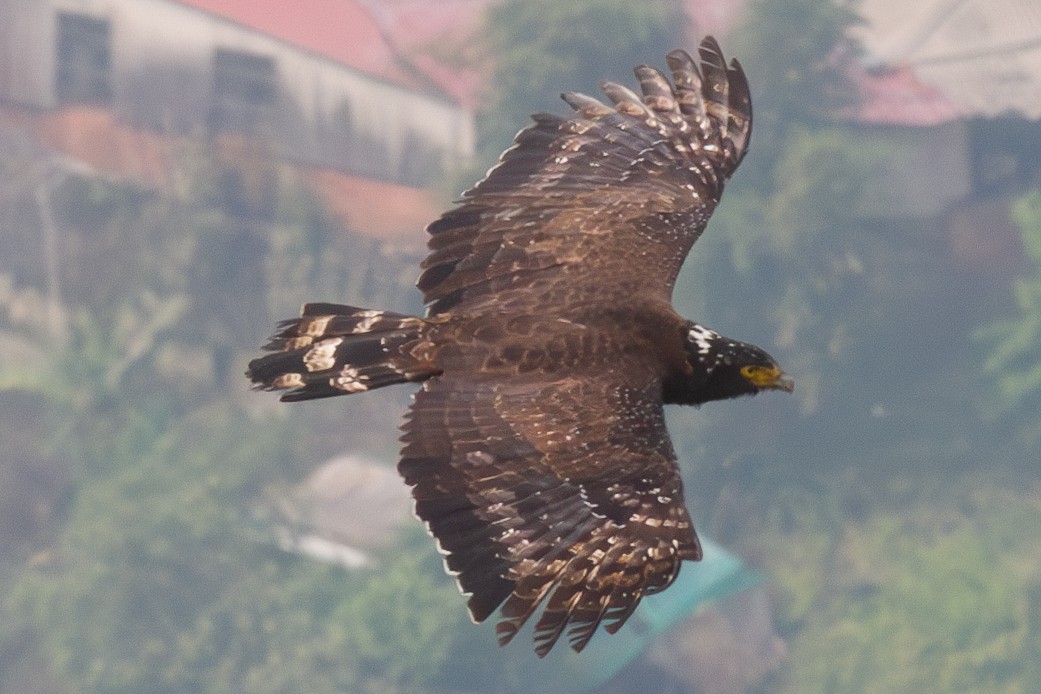 Crested Serpent-Eagle - ML616816941
