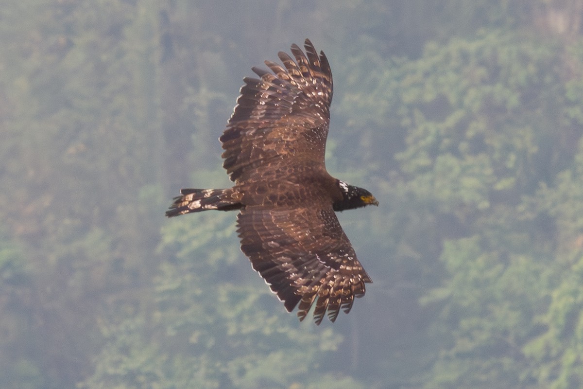 Crested Serpent-Eagle - ML616816942