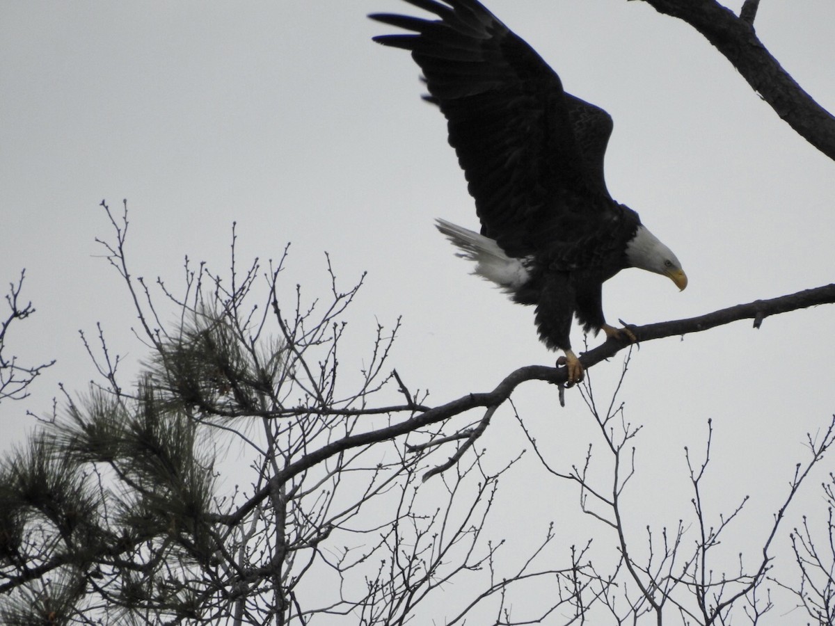 Bald Eagle - Anita Hooker