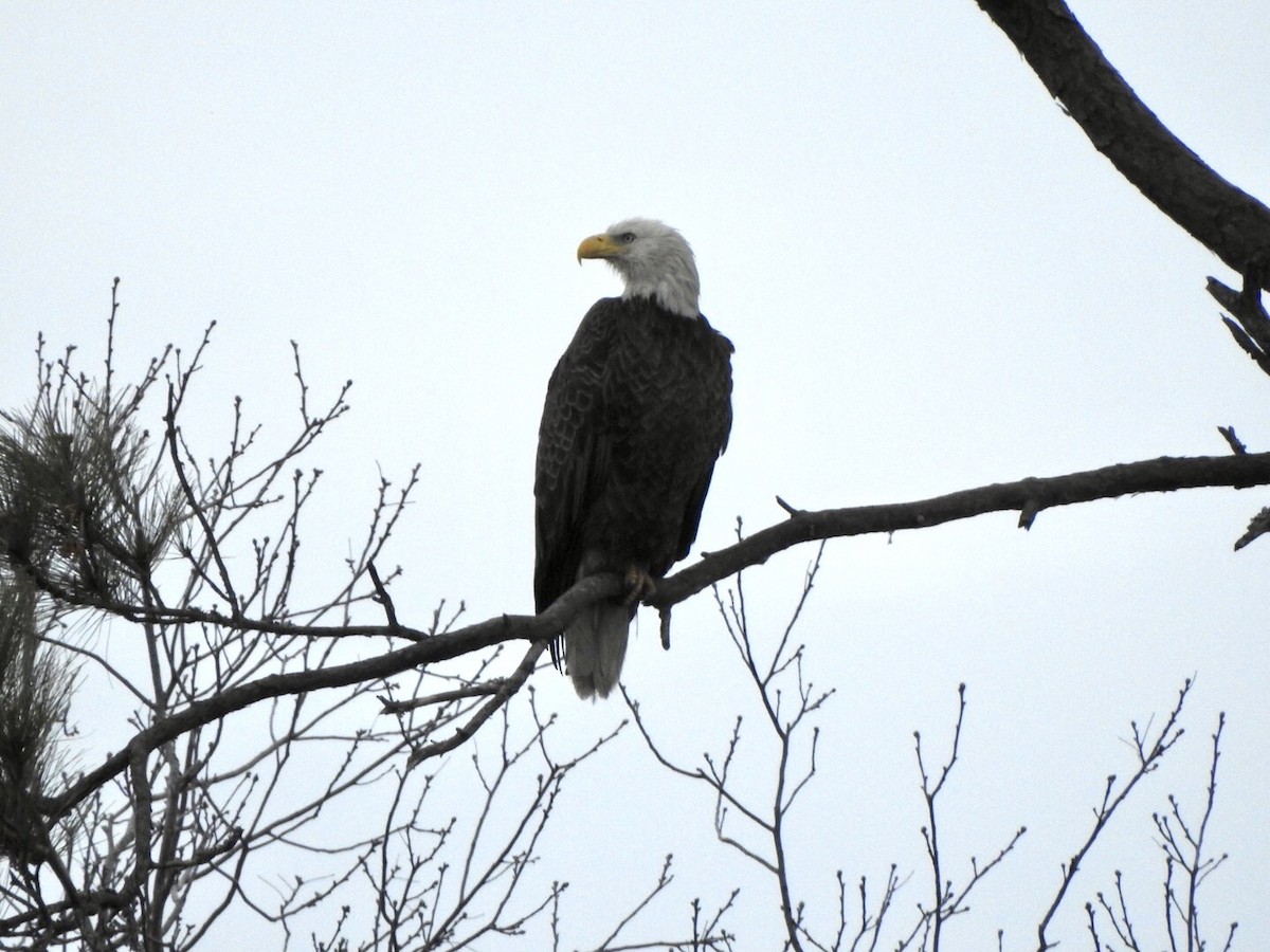 Bald Eagle - Anita Hooker