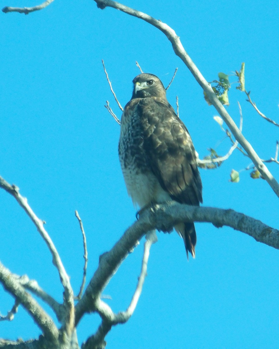 Red-tailed Hawk - ML616816958