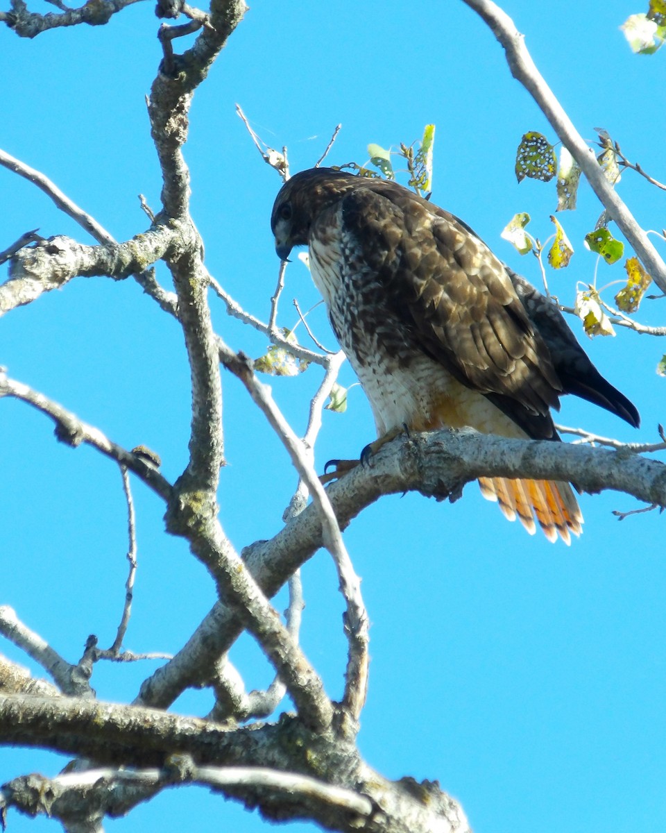 Red-tailed Hawk - ML616816959